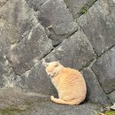 27200-다-10 | 아소산 료칸 ‘슈쿠보아소(宿房あそ)’ 첫번째 | 객실과 온천 후기