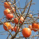 나문재관광농원 이미지