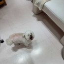 해피동물병원 | [마곡나루 동물병원] 참동물병원 비용,진료 후기