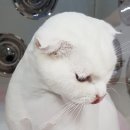 이쁘냥 고양이미용실 서대문점 이미지