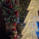 도꼬시에 이미지