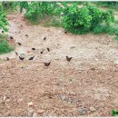 김제아리랑농원 이미지