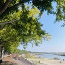 길국수 | 아산맛집 은행나무길국수집 연잎만두 내돈내산 후기