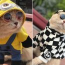 생선파는 고양이 이미지