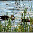 원천오리 이미지