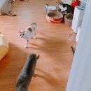 춘향캣 이미지