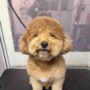 쮸 네이버블로그