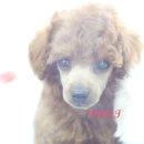 도그앤 제이 이미지