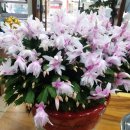 홍은설스타일리뷰 이미지