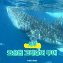 상어 | [2025] 오슬롭 고래상어 투어 실전후기 + 가격·대기시간·루트 완벽정리