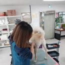 김해애견미용학원