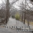 마곡천 | 공주 계곡이레캠핑장 후기, 넓은 사이트와 계곡뷰 시원한 캠핑장