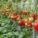 청결농장 이미지