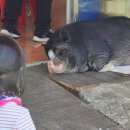 농심축산물도매센타 이미지