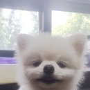 페츠비동물병원 이미지