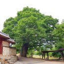 도립리 육괴정 이미지