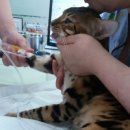 망미동물병원 이미지