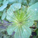 허브꽃농원 이미지