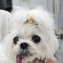 내과동물병원 루미나 이미지