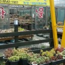 진동다육 이미지