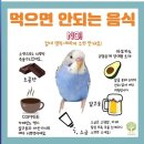 리프패럿영통 | 리프패럿 영통점 코뉴어 앵무새 입양후기(분양후기)