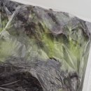 상추 | 상추소녀 겨울포기상추 꽃상추 1kg 솔직 후기, 요즘 상추 고민 끝났어요