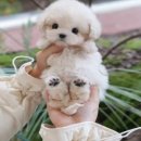 부산강아지분양 미유펫 이미지