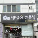 청주 용정동 애견미용 댕댕이 미용실 예민한 노견 말티즈 후기