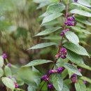 좀작살나무 Callicarpa dichotoma (Lour.) Raeusch. ex K.Koch 이미지