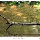 숲속의오아시스 이미지