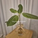 강릉옻닭 이미지