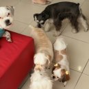 이플동물병원 이미지