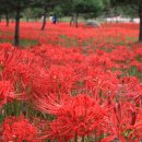 선운사의추억 | “걷는 내내 붉은 꽃길이 이어집니다” 🌺 고창 선운사 꽃무릇 여행 후기