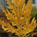 은행나무치과의원 이미지