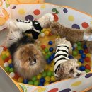 골드퍼피 애견유치원 이미지