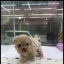 더반려강아지분양고양이분양잠실
