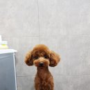 제라펫 이미지