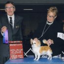 챔피언켄넬 이미지