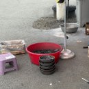 일송정수제양념갈비포장전문점 | [경기광주맛집] 퇴촌본가 수제양념돼지갈비 역대급 맛집 발견! (feat. 인생 갈비 등극 🐮)
