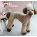 브라운 펫살롱 이미지