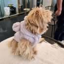 푸바오애견 이미지