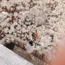 청주 우암산 고분군 | 청주 목련 카페 수동 우암산다방 올해 실시간 뷰