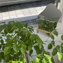 반송동258 | 동탄 개나리 공원 수제 케이크 맛집 추천 :: 미아도르 디저트 솔직 후기