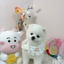 코멜리 펫샵 이미지