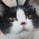 동희반점 | 고양이 눈 혼탁 치료 과정과 눈 관리