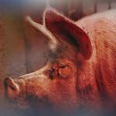 우환농장 이미지