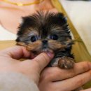 스누피독 miniteacuppuppy 이미지