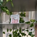 서예와 캘리그라피 이미지