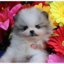 버디독 강아지분양 고양이분양 안심분양센터 인천점 이미지