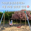 26 | 서산 운신초등학교 겹벚꽃 4월 26일 만개 후기 / 숨은 명소 주차, 방문팁